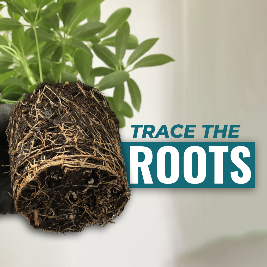 Trace The Roots