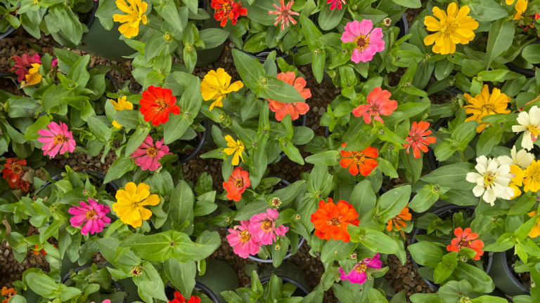 Earth Day 22nd: Should I Get Some Plants?