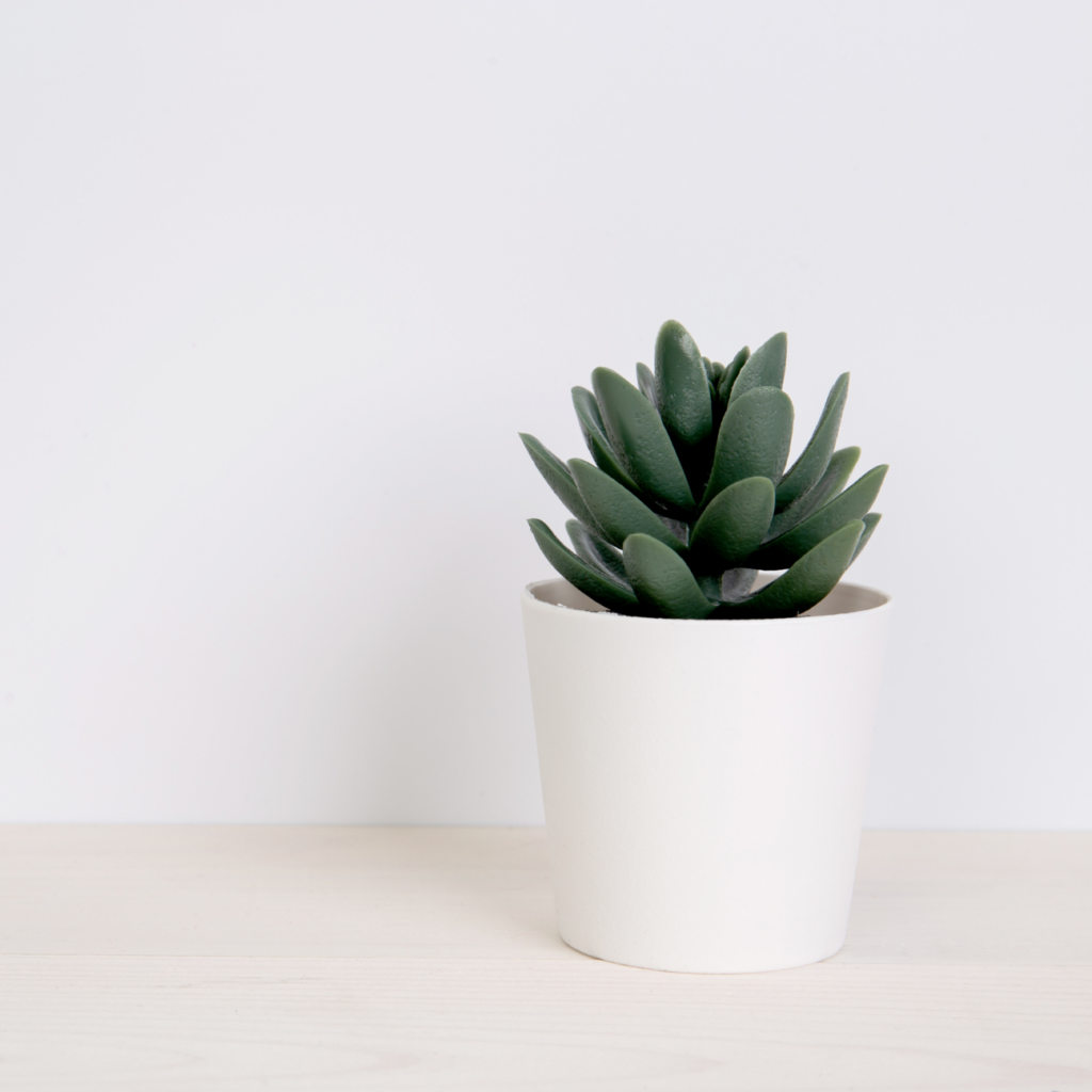 Plants or Desk Décor