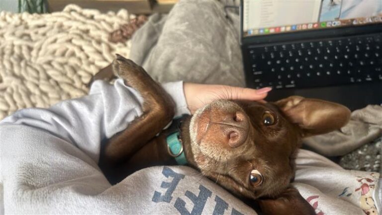 Job Duck Professional