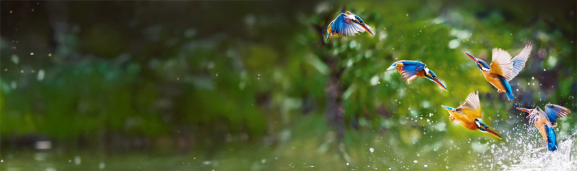 Working Birds